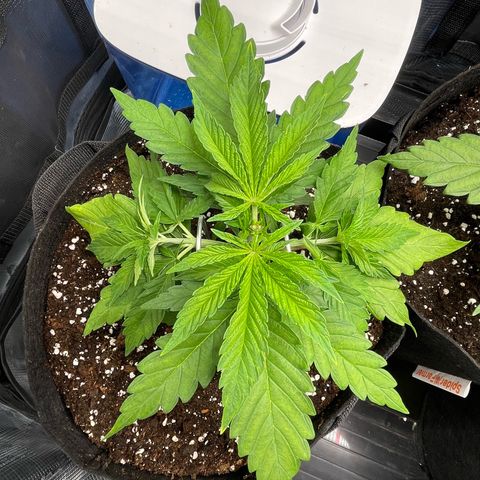 Jamaican Dream growlog timeline photo