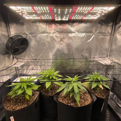 Jamaican Dream growlog timeline photo
