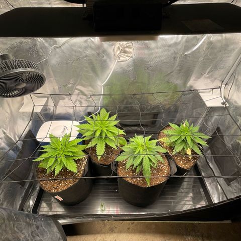 Jamaican Dream growlog timeline photo