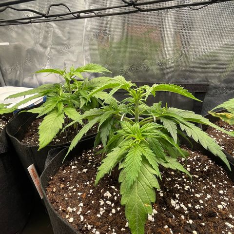 Jamaican Dream growlog timeline photo