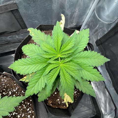 Jamaican Dream growlog timeline photo
