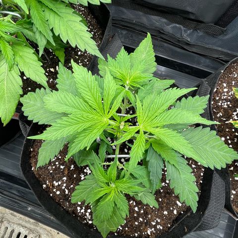 Jamaican Dream growlog timeline photo