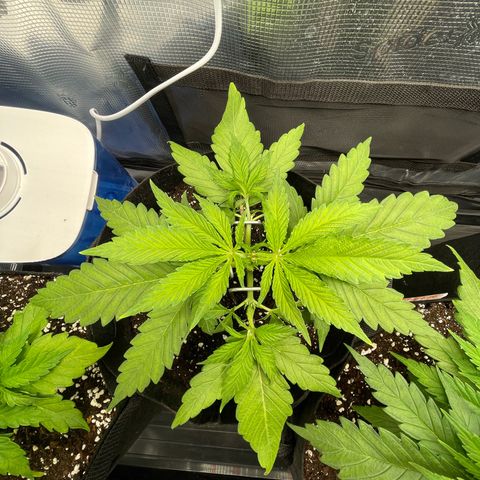 Jamaican Dream growlog timeline photo