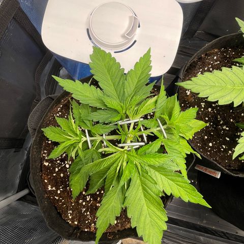 Jamaican Dream growlog timeline photo