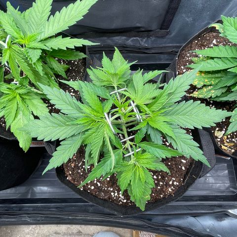 Jamaican Dream growlog timeline photo