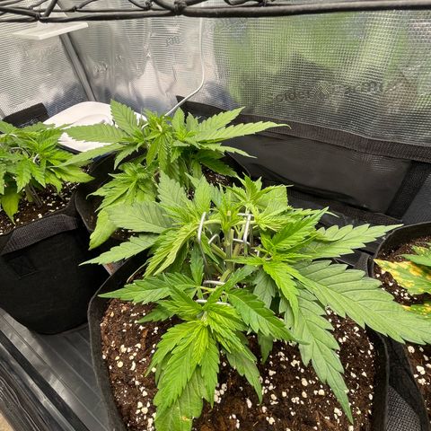 Jamaican Dream growlog timeline photo