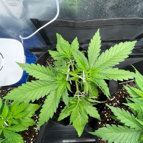 Jamaican Dream growlog timeline photo