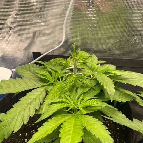 Jamaican Dream growlog photo: Bei Jamaican Dream #2 zwei obere Fanblätter entfernt.