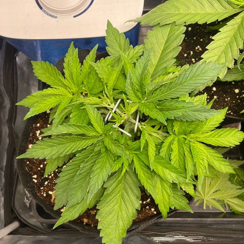 Jamaican Dream growlog timeline photo
