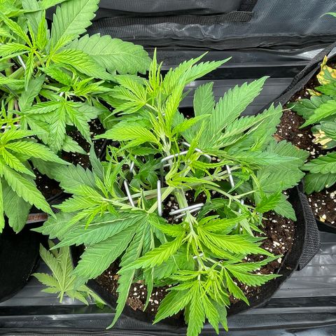 Jamaican Dream growlog timeline photo
