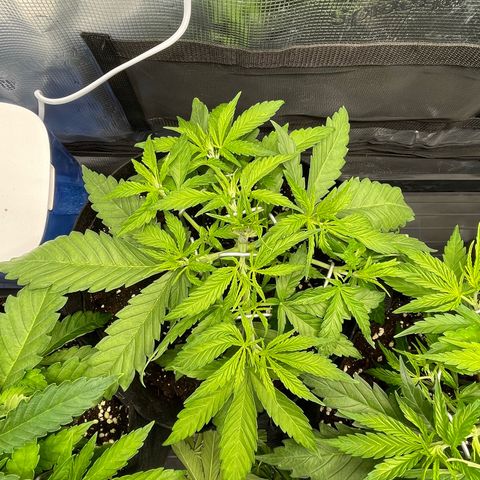 Jamaican Dream growlog timeline photo