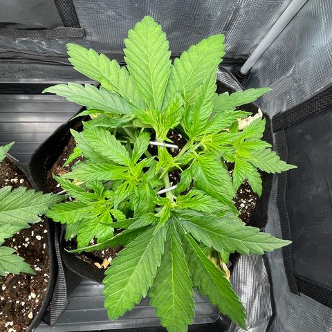 Jamaican Dream growlog timeline photo