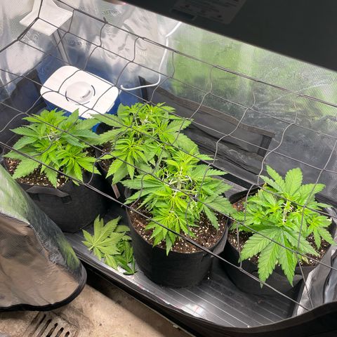 Jamaican Dream growlog timeline photo