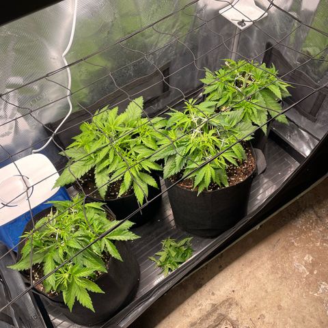 Jamaican Dream growlog timeline photo
