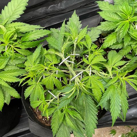 Jamaican Dream growlog timeline photo