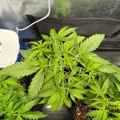 Jamaican Dream growlog timeline photo