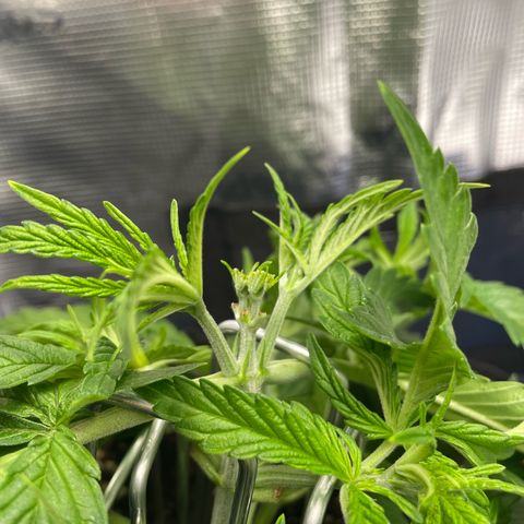 Jamaican Dream growlog timeline photo