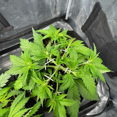 Jamaican Dream growlog timeline photo