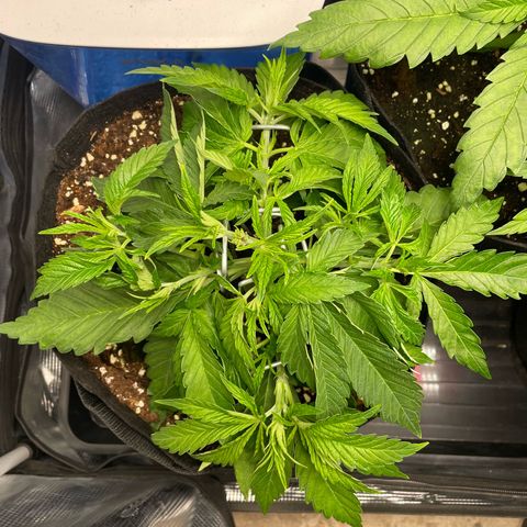 Jamaican Dream growlog timeline photo