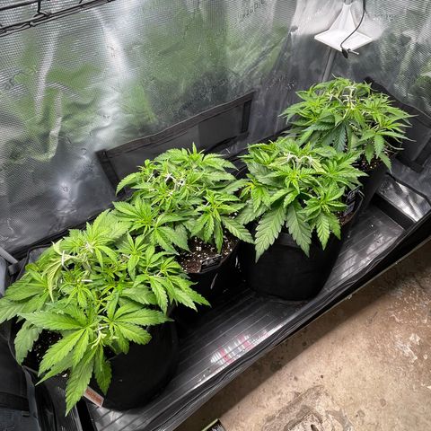 Jamaican Dream growlog timeline photo