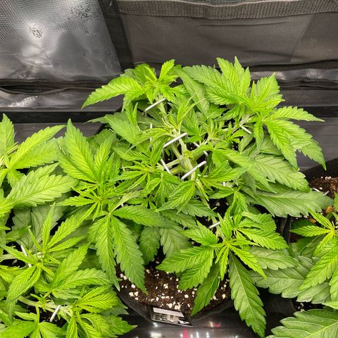 Jamaican Dream growlog timeline photo