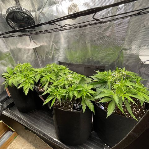 Jamaican Dream growlog timeline photo