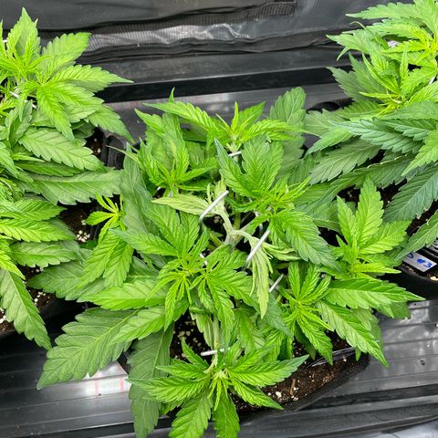 Jamaican Dream growlog timeline photo