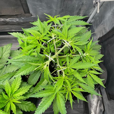 Jamaican Dream growlog timeline photo