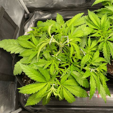 Jamaican Dream growlog timeline photo
