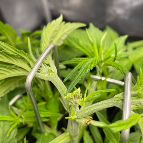 Jamaican Dream growlog timeline photo