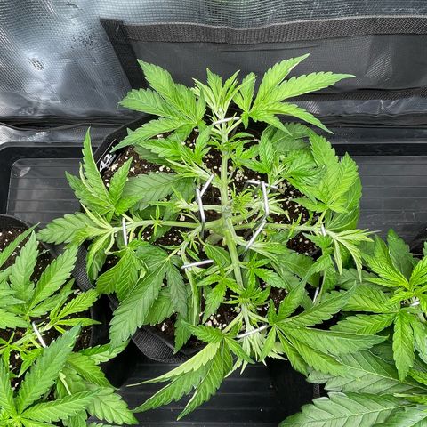 Jamaican Dream growlog timeline photo
