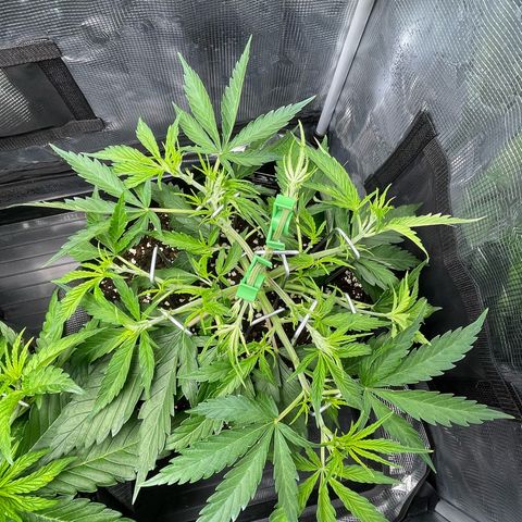 Jamaican Dream growlog timeline photo