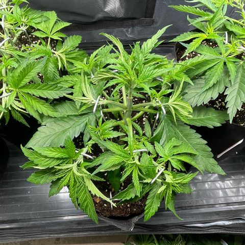 Jamaican Dream growlog timeline photo