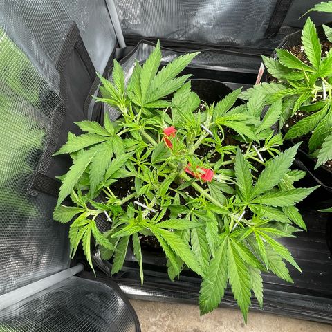 Jamaican Dream growlog timeline photo