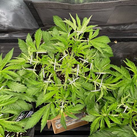 Jamaican Dream growlog timeline photo