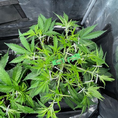 Jamaican Dream growlog timeline photo