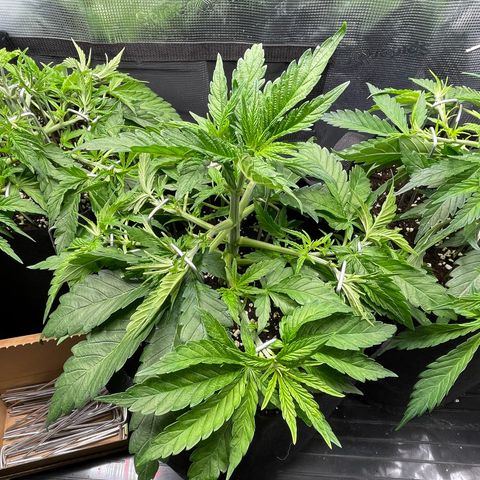 Jamaican Dream growlog timeline photo