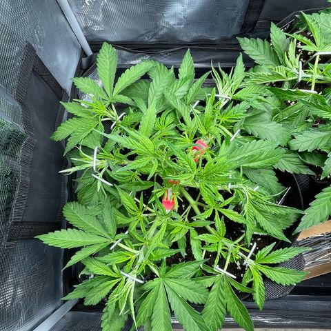 Jamaican Dream growlog timeline photo