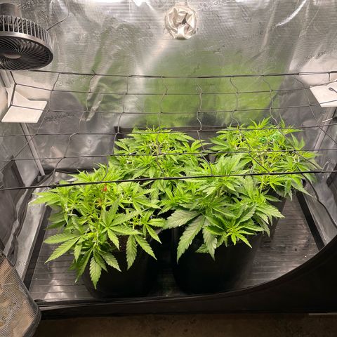 Jamaican Dream growlog photo: Pflanzen zusammengeschoben 