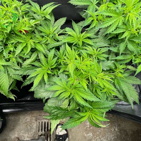Jamaican Dream growlog timeline photo