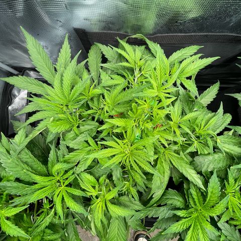 Jamaican Dream growlog timeline photo