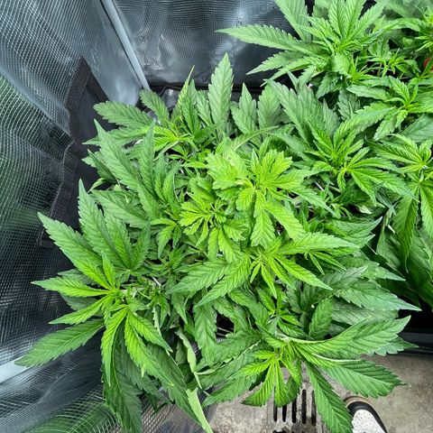 Jamaican Dream growlog timeline photo