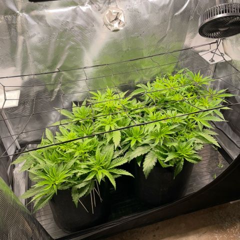 Jamaican Dream growlog timeline photo