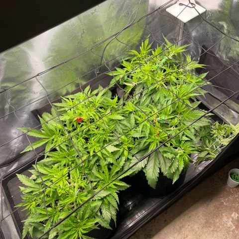Jamaican Dream growlog timeline photo