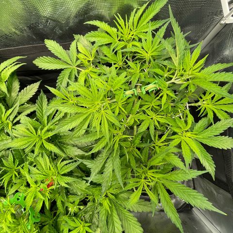 Jamaican Dream growlog timeline photo