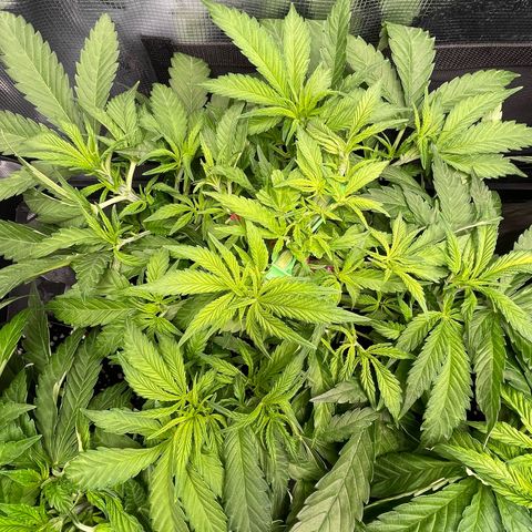 Jamaican Dream growlog timeline photo
