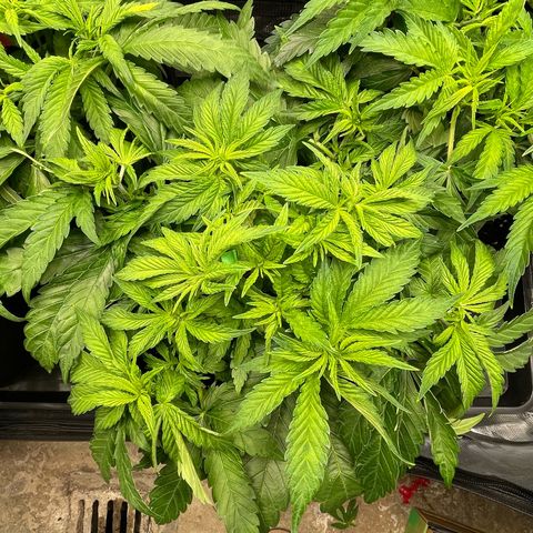 Jamaican Dream growlog timeline photo