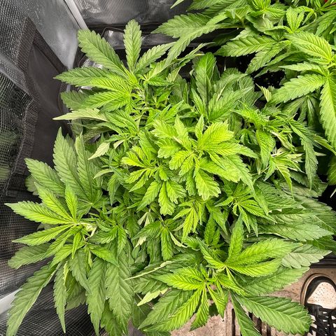 Jamaican Dream growlog timeline photo