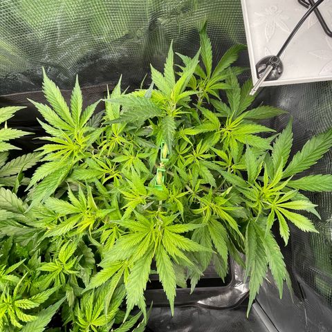 Jamaican Dream growlog timeline photo