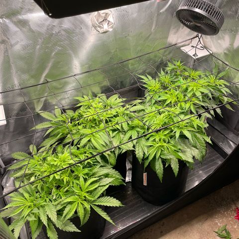 Jamaican Dream growlog timeline photo